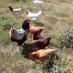 La Ferme D' Emerentine *