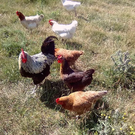 La Ferme D' Emerentine *