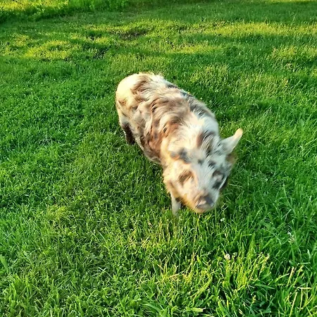 La Ferme D' Emerentine Σπίτι διακοπών *