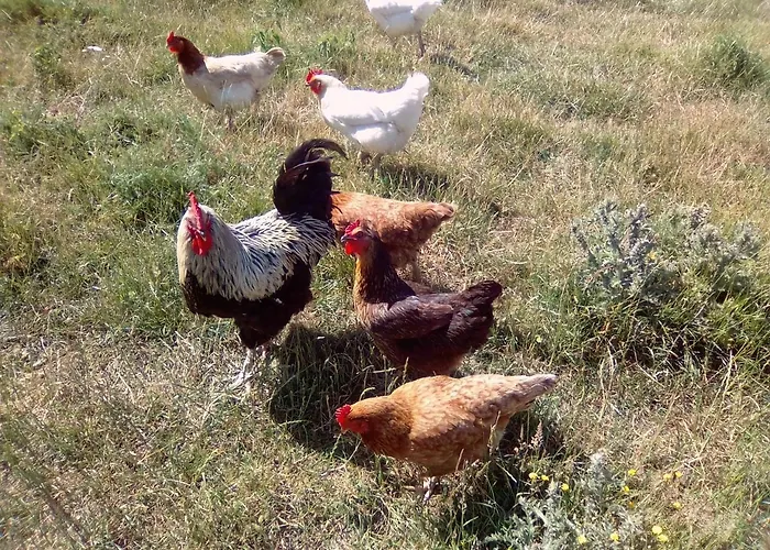 La Ferme D' Emerentine *