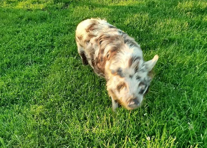 La Ferme D' Emerentine Сasa de vacaciones *